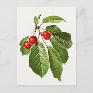 Cartão Postal Vintage Cherry Fruta Watercolor Painting