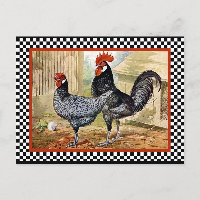 Cartão Postal Vintage Chicken Rooster (Frente)