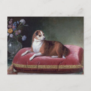 Cartão Postal Vintage Chihuahua Portrait