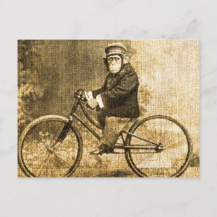 Cartão Postal Vintage Chimpanzé em uma Bicicleta