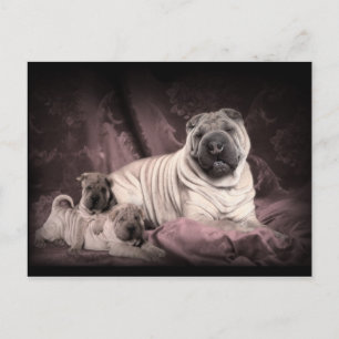 Cartão Postal Vintage Chinese Shar Pei Wrinkles, Cães De Papoila