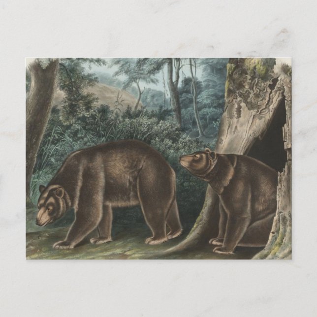 Cartão Postal Vintage Cinnamon Bear Audubon (Frente)