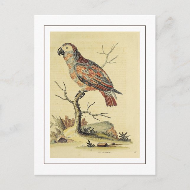 Cartão Postal Vintage Cinza Parrot Bird (Frente)