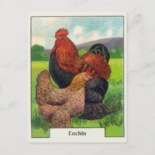 Cartão Postal Vintage Cochin Chickens