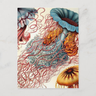 Cartão Postal Vintage Colorous Jellyfish