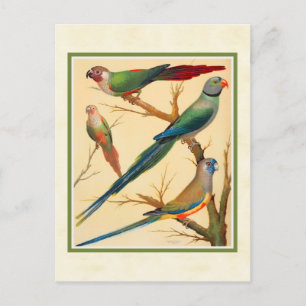 Cartão Postal Vintage Conure e periquitos