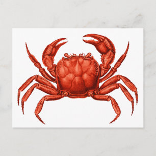 Cartão Postal Vintage Crab Design