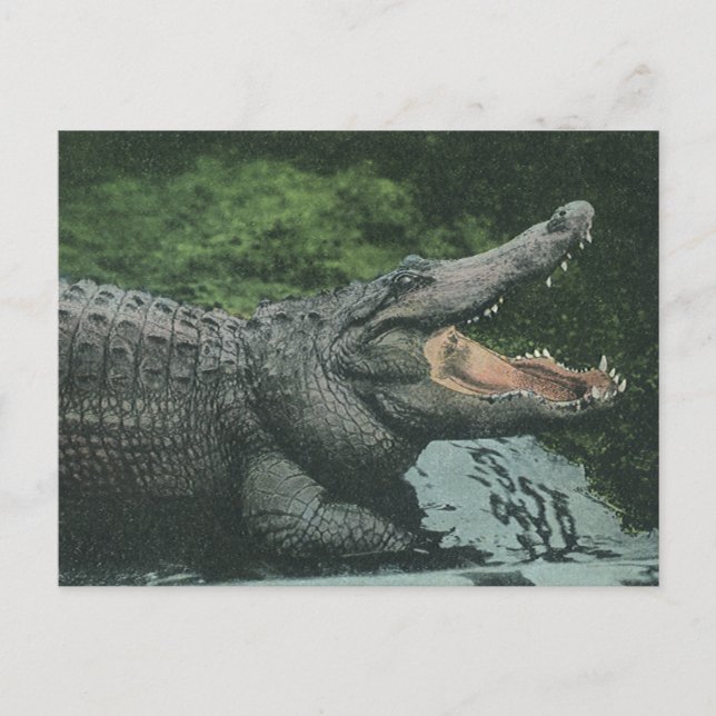 Cartão Postal Vintage Crocodile Reptiles, Marine Animal Life (Frente)