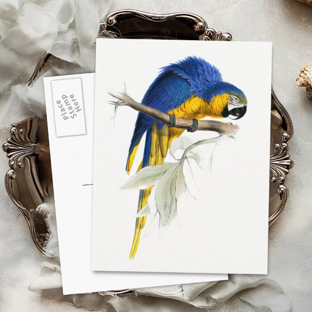 Cartão Postal Vintage da Macaw Azul e Amarelo (Criador carregado)