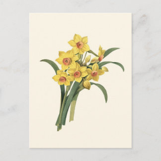 Cartão postal Vintage Daffodils