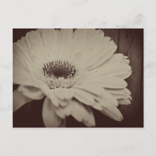 Cartão Postal Vintage Daisy (Frente)