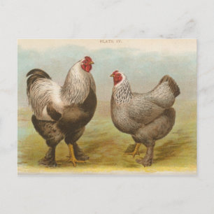 Cartão postal Vintage "Dark Brahama Chickens"