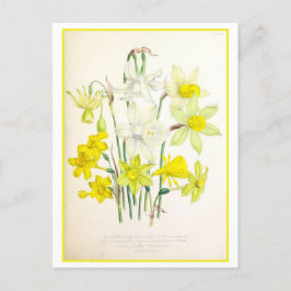 Cartão Postal Vintage de Ilustração Botânica Narciso