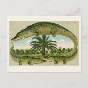 Cartão postal vintage de jacaré