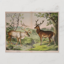 Cartão Postal Vintage Deer Stag Ephemera Decoupage Art