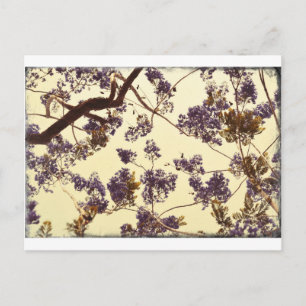 Cartão Postal Vintage do Jacaranda