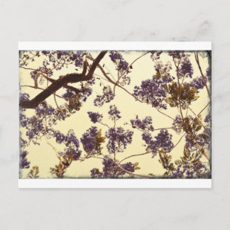 Cartão Postal Vintage do Jacaranda