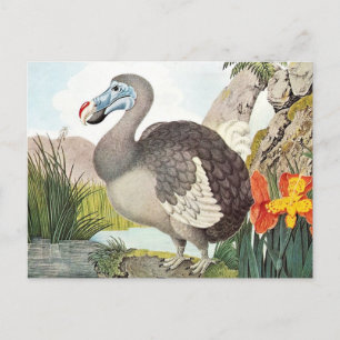Cartão Postal Vintage Dodo Bird Art