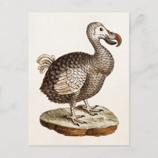 Cartão Postal Vintage Dodo Bird Ilustration 1700s Dodo Birds