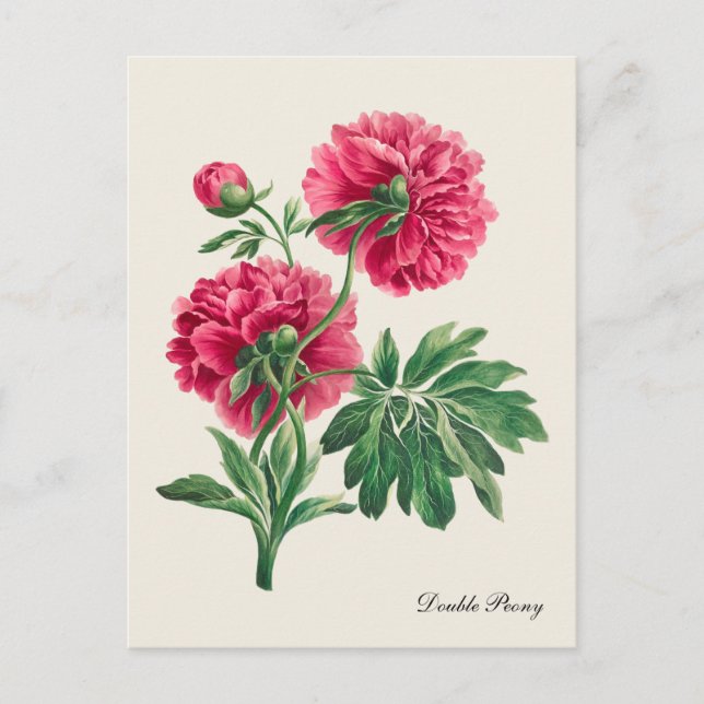 Cartão postal Vintage Double Peony (Frente)