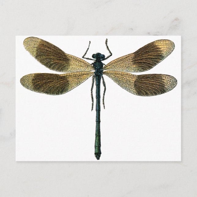 Cartão Postal Vintage Dragonfly (Frente)