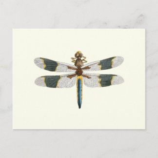 Cartão Postal Vintage Dragonfly Desenhando Trabalho de arte de I