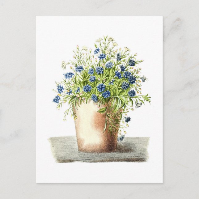 Cartão Postal Vintage Drawing Garden Lobelia (Frente)
