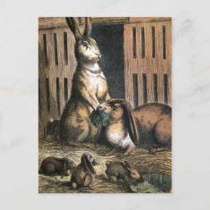 Cartão Postal Vintage Drawing: Proud Bunny Parents