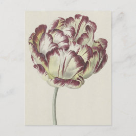 Cartão Postal Vintage Dutch Art: Tulip Branco, Vermelho e Amarel