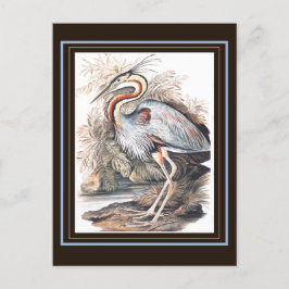 Cartão Postal Vintage Elizabeth Gwillim Purple Heron