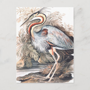 Cartão Postal Vintage Elizabeth Gwillim Purple Heron  