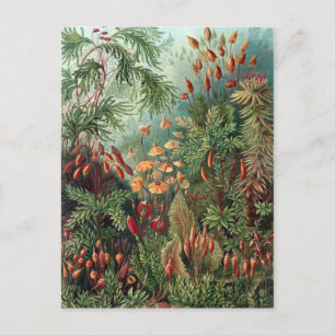 Cartão Postal Vintage Ernst Haeckel Moss Poster