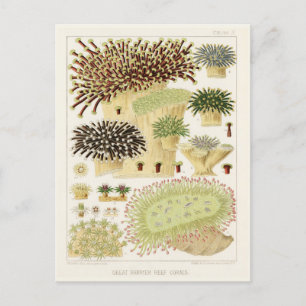 Cartão Postal Vintage Excelente Barrier Reef of Australia Corals