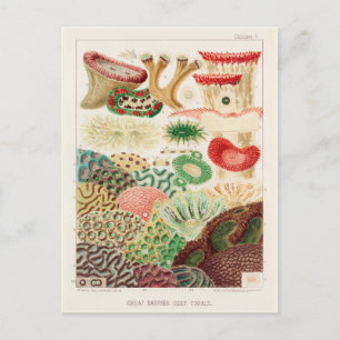 Cartão Postal Vintage Excelente Barrier Reef of Australia Corals