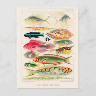 Cartão Postal Vintage Excelente Barrier Reef of Australia Fishes