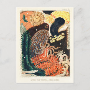 Cartão Postal Vintage Excelente Barrier Reef Trepang ou Bêche-d