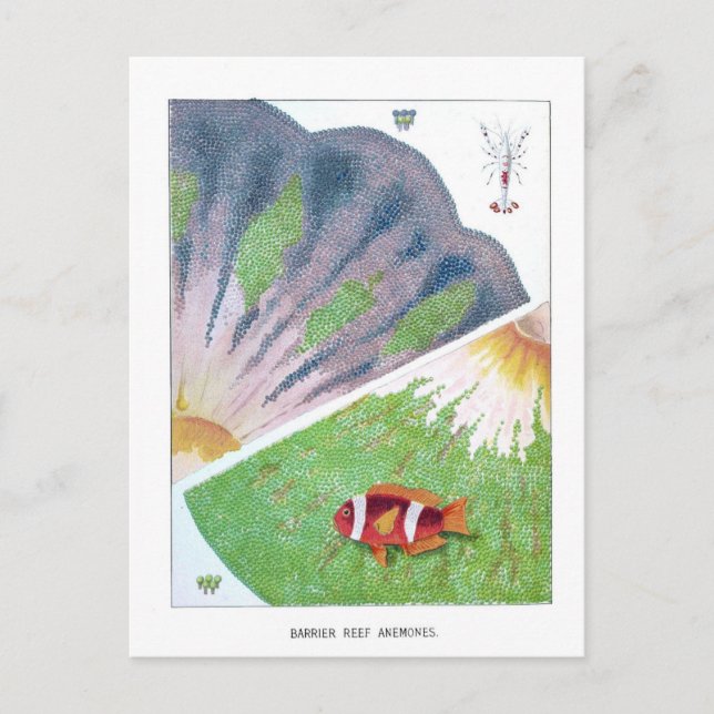 Cartão Postal Vintage Excelente Barrier Reef Viagem (Frente)