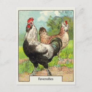 Cartão Postal Vintage Faverolles Chicken
