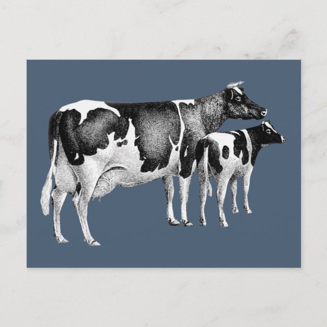 Cartão Postal Vintage Fazenda rustica Vaca Vitela Desenhando Azu (Frente)