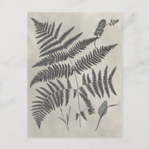 Cartão Postal Vintage Ferns