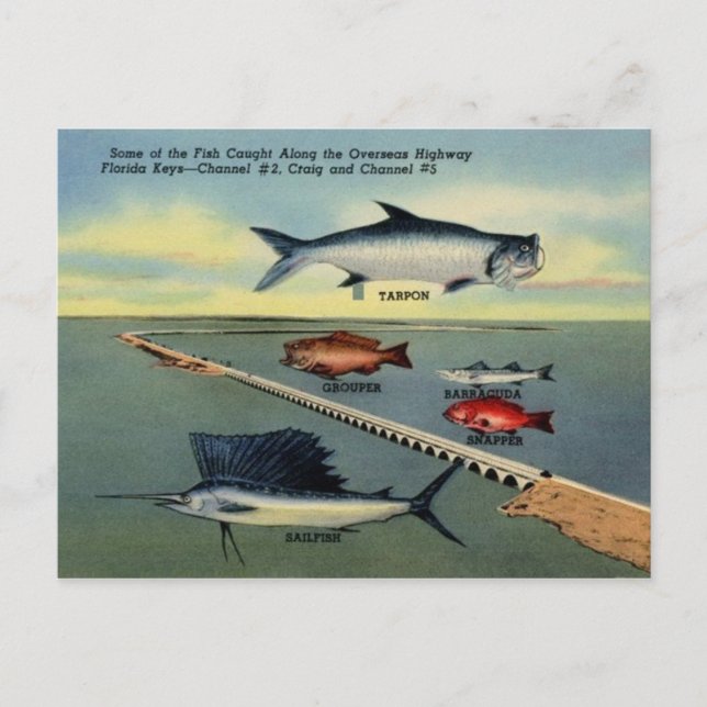 Cartão postal Vintage Fish of Florida Keys (Frente)