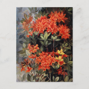 Cartão Postal Vintage Flame Azalea Red Flowers Jardim Floral