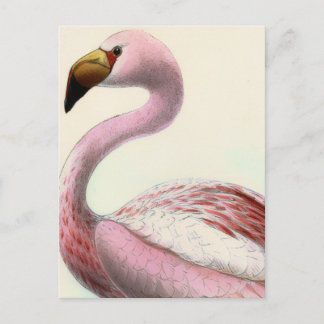 Cartão Postal Vintage Flamingo