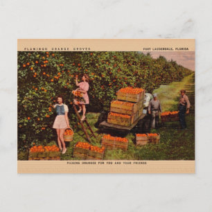 Cartão postal Vintage Flamingo Orange Groves Flori