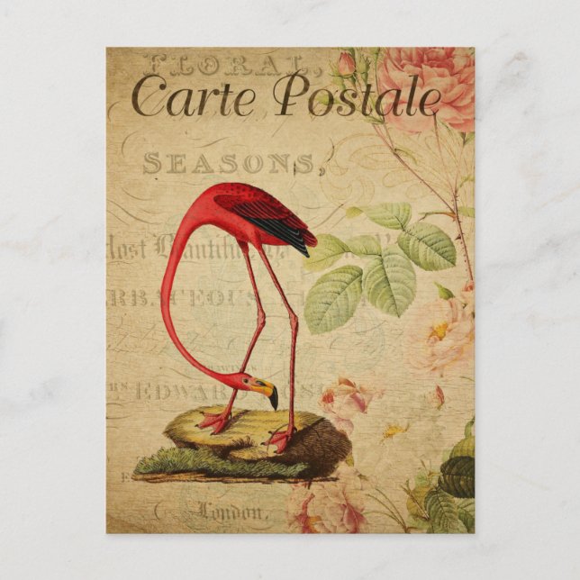 Cartão Postal Vintage Flamingo Pink Roses Floral (Frente)