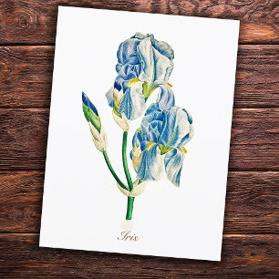 Cartão Postal Vintage Flor Azul Iris Botânico Elegante