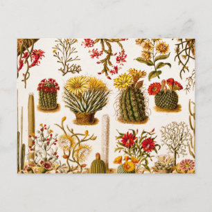 Cartão Postal Vintage Floral Antiga Ilustração de Flor de Cacto 