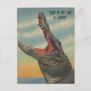 CARTÃO POSTAL VINTAGE FLORIDA ALLIGATOR