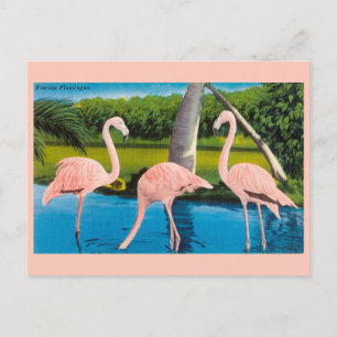Cartão postal Vintage Florida Flamingos Viagem