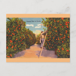 Cartão postal Vintage Florida Orange Groves